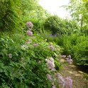 Thalictrum aquilegifolium
